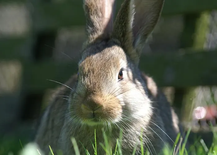 La Chevrerie 住宿加早餐酒店